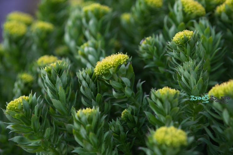 Rhodiola Potential Health benefits 2