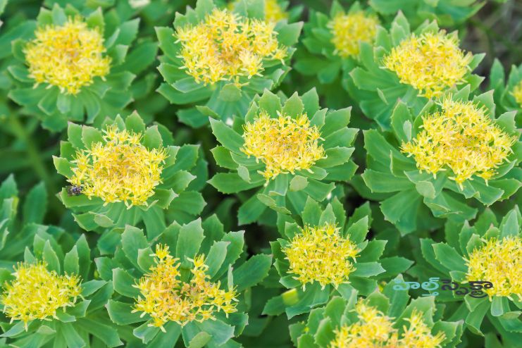 Rhodiola Potential Health benefits 3