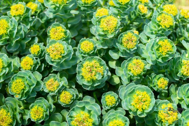 Rhodiola Potential Health benefits