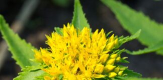 రోడియోలా: సంభావ్య ప్రయోజనాలు, తెలిసిన ప్రమాదాలు - Rhodiola: Potential Health Benefits and Known Risks Rhodiola_ Potential Health Benefits and Known Risks