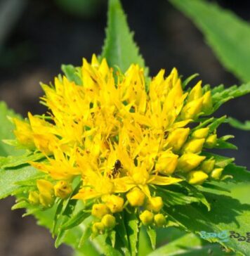 రోడియోలా: సంభావ్య ప్రయోజనాలు, తెలిసిన ప్రమాదాలు Rhodiola_ Potential Health Benefits and Known Risks