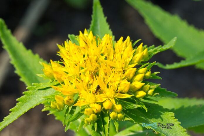 Rhodiola_ Potential Health Benefits and Known Risks