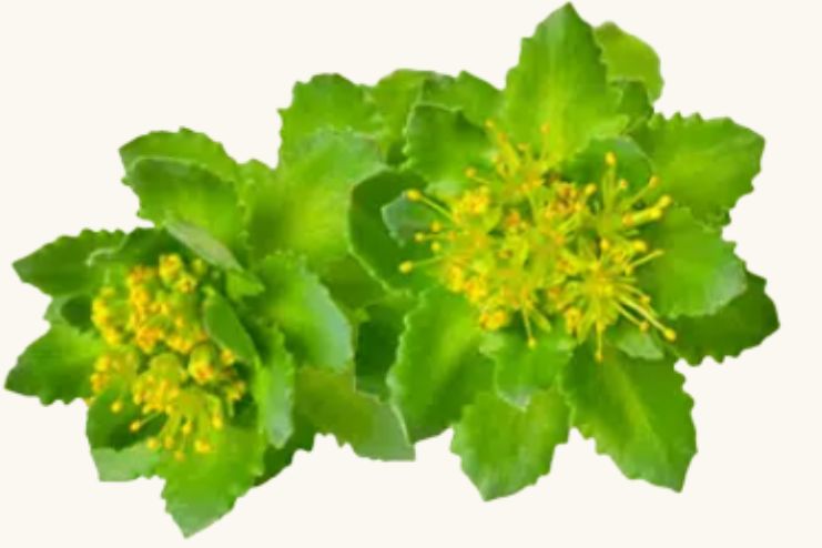 Risks of Rhodiola