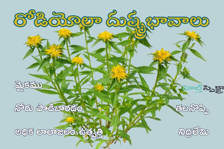 Side Effects of Rhodiola