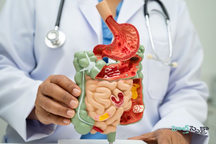 The basics of healthy digestion