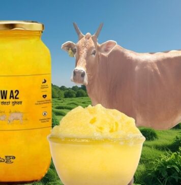 ఆవు నెయ్యి: ఏ1 లేదా ఏ2లలో ఏదీ ఆరోగ్యమైనది.? Which is the Healthier A2 Desi Cow Ghee or A1 Cow Ghee