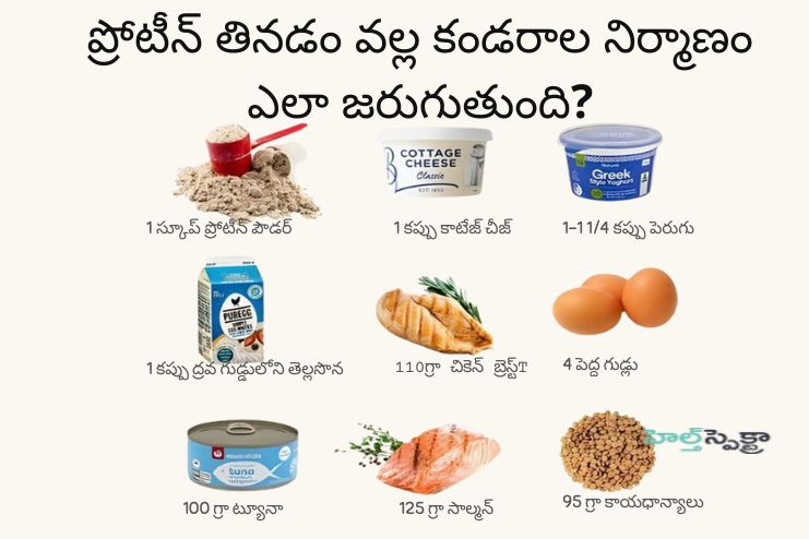 Why is protein important for building muscle