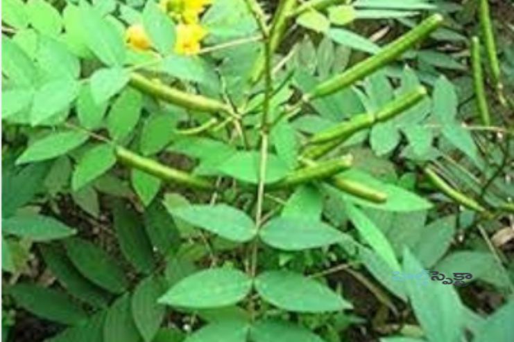 Actions of Coffee Senna according to Ayurveda