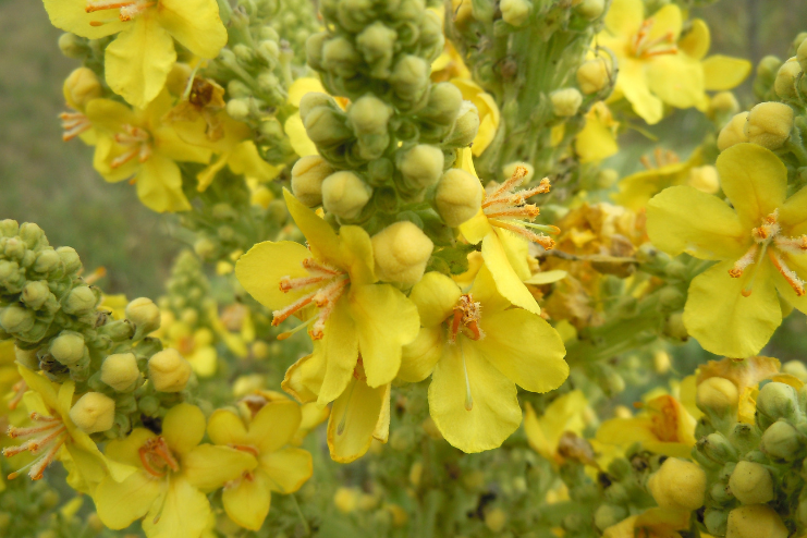 Antibacterial properties