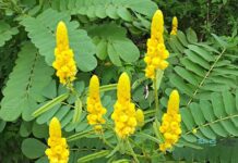 కసివింద మొక్క అనువర్తనాలు మరియు ఆరోగ్య ప్రయోజనాలు Applications and Health Advantages of Cassia Occidentalis