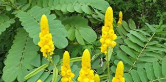 కసివింద మొక్క అనువర్తనాలు మరియు ఆరోగ్య ప్రయోజనాలు - Applications and Health Advantages of Cassia Occidentalis Applications and Health Advantages of Cassia Occidentalis