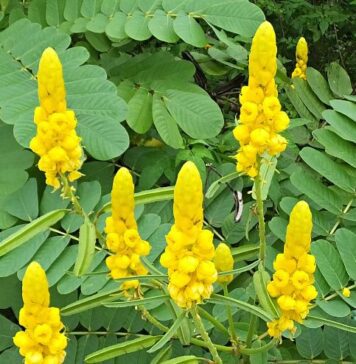 కసివింద మొక్క అనువర్తనాలు మరియు ఆరోగ్య ప్రయోజనాలు Applications and Health Advantages of Cassia Occidentalis