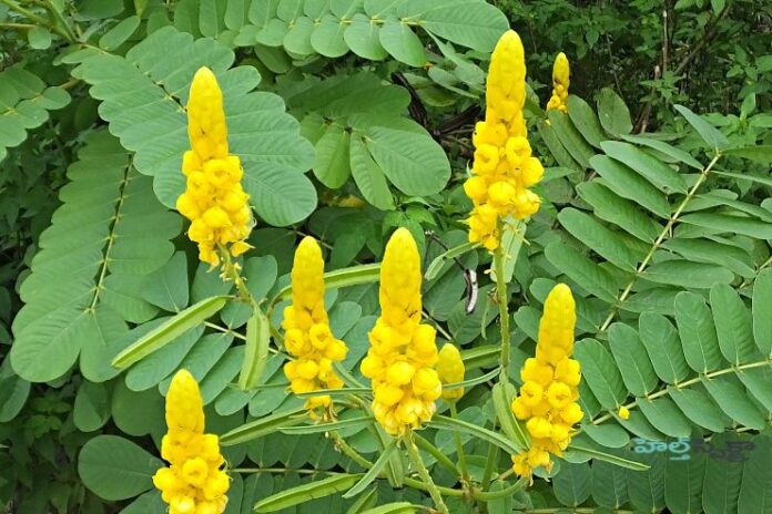 Applications and Health Advantages of Cassia Occidentalis