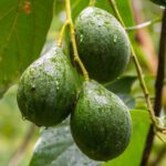 Avocado minerals