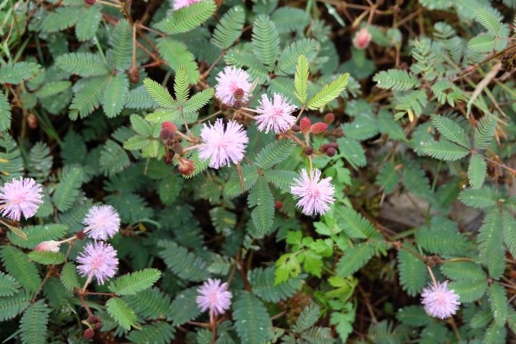 Calming the Nervous System