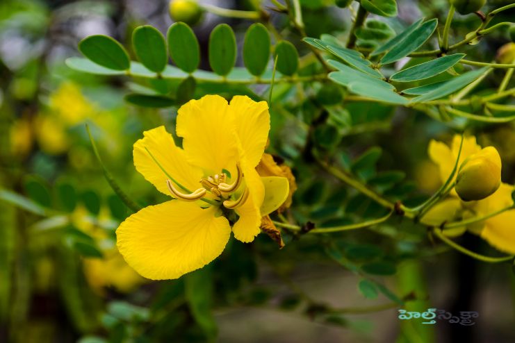 Chemical Constituents