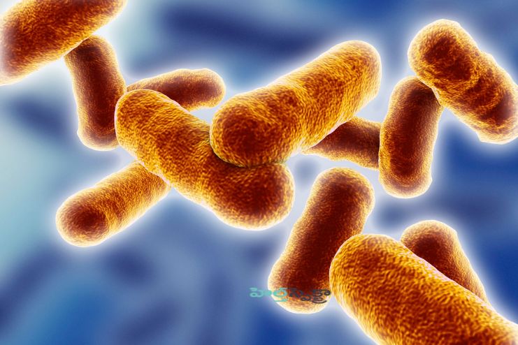 Combats micro-organisms