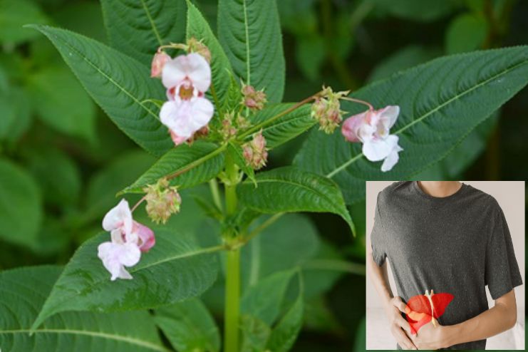 Constipation, fatty liver