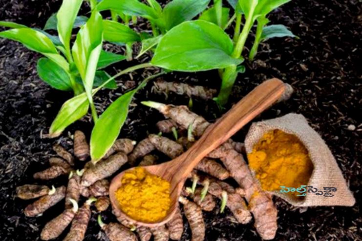 Detox effect of Haridra