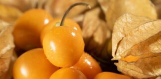 గోల్డెన్ బెర్రీస్: అద్భుత ఆరోగ్య ప్రయోజనాలు మరియు పోషకాల నిధి - Golden Berries: Amazing Health Benefits and Nutritious Treasure Golden Berries_ Amazing Health Benefits