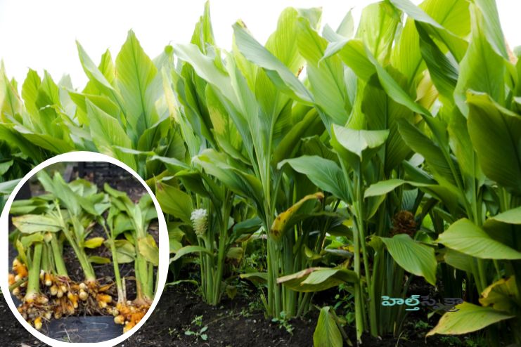 Haridra_ excellent anti-diabetic herb