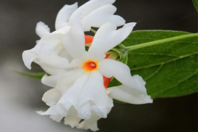 Harsingar A Herb with versatile properties in Ayurvedic medicine