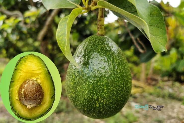 Health Benefits of Avocados