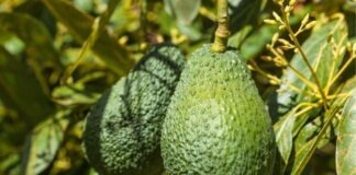 అవకాడో: పోషకాల విలువలు, అరోగ్య ప్రయోజనాలు - Nutritional Breakdown and Health benefits of Avocado Health benefits of Avocado