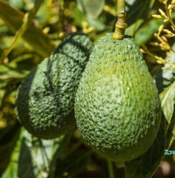 అవకాడో: పోషకాల విలువలు, అరోగ్య ప్రయోజనాలు Health benefits of Avocado