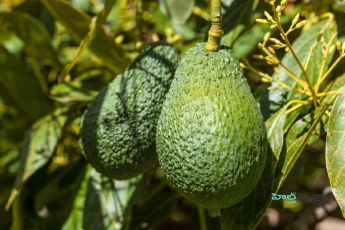Health benefits of Avocado