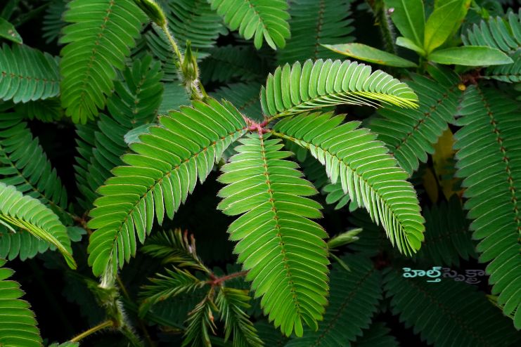 How to Use Mimosa Pudica