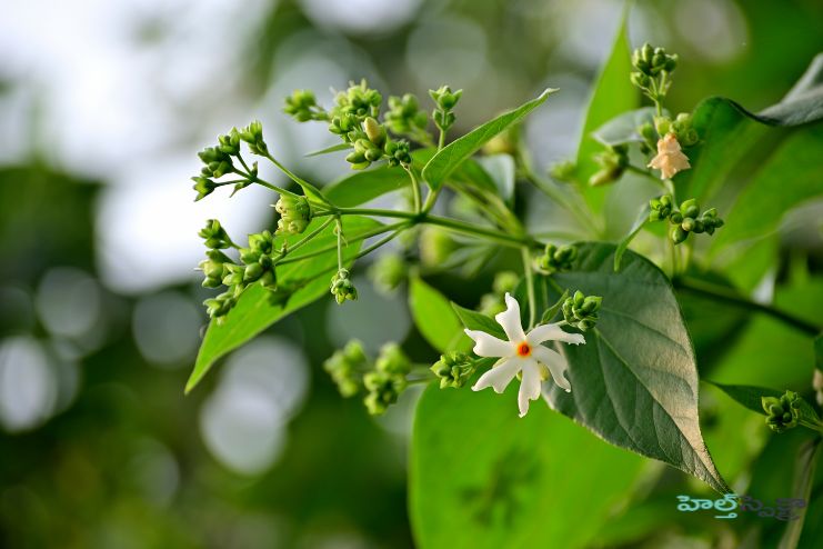 Introduction of Harsingar