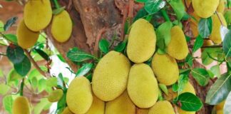 పనస పండు: పోషక విలువలు మరియు ఆరోగ్య ప్రయోజనాలు - Jackfruit: Nutritional Profile and Health Benefits Jackfruit_ Nutritional Profile and Health Benefits