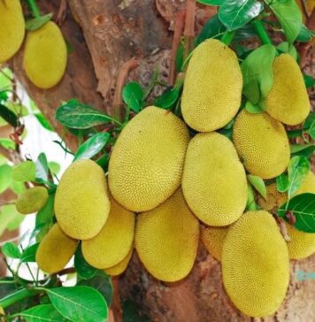 పనస పండు: పోషక విలువలు మరియు ఆరోగ్య ప్రయోజనాలు Jackfruit_ Nutritional Profile and Health Benefits