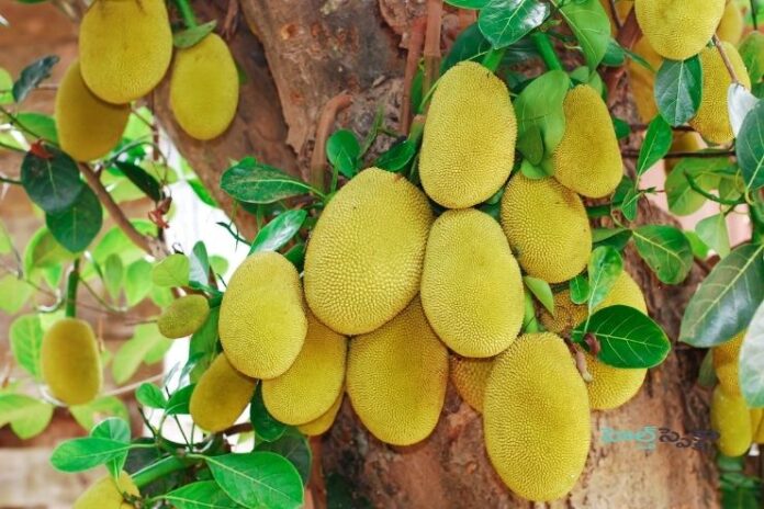Jackfruit_ Nutritional Profile and Health Benefits