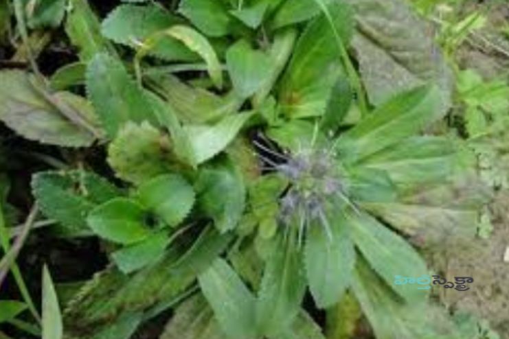 Katuka Rohini expels pitta dosha