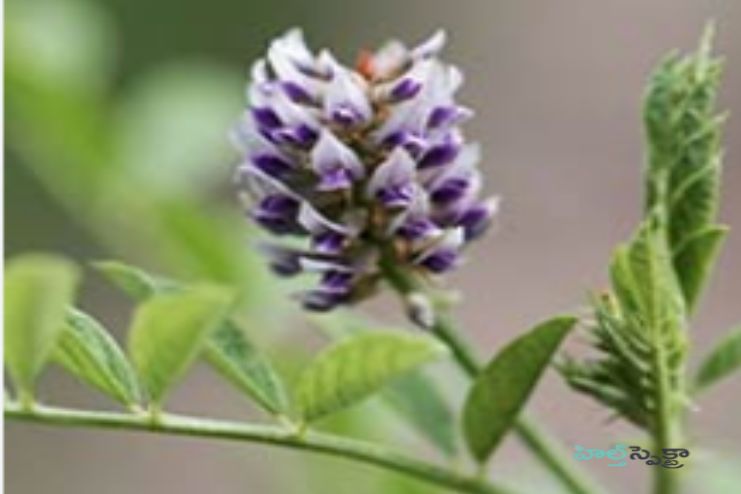 Katuka Rohini expels pitta dosha