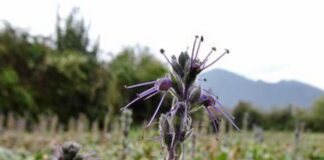 కటుక రోహిణి: ప్రయోజనాలు, మోతాదు, దుష్ప్రభావాలు - Katuka Rohini- Health Benefits, Dose, Side Effects, Research Kutuka Rohini- Health Benefits, dose, Side Effects, Research