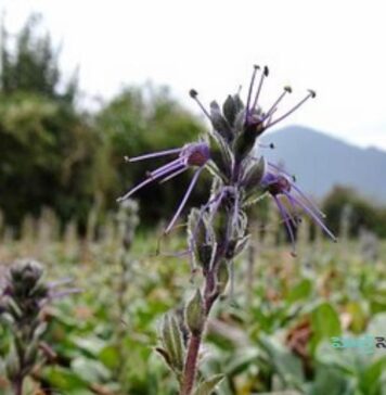 కటుక రోహిణి: ప్రయోజనాలు, మోతాదు, దుష్ప్రభావాలు Kutuka Rohini- Health Benefits, dose, Side Effects, Research