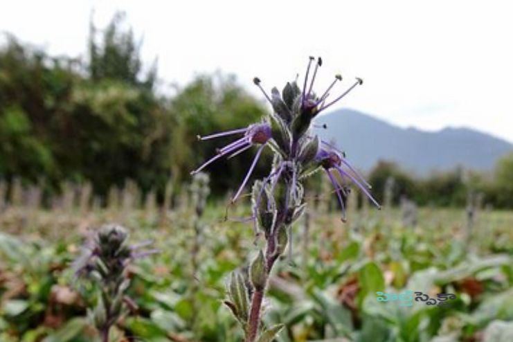 కటుక రోహిణి: ప్రయోజనాలు, మోతాదు, దుష్ప్రభావాలు - <span class='sndtitle'></img>Katuka Rohini- Health Benefits, Dose, Side Effects, Research </span>