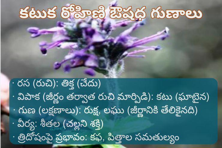 Kutuka Rohini medicinal qualities