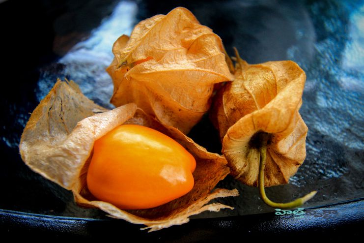 May Benefit Bone Health