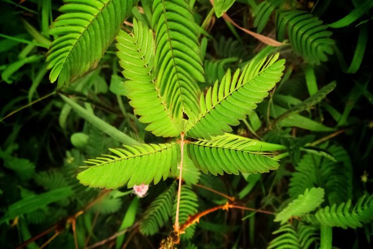 Medicinal Properties Mimosa Pudica