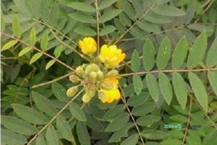 Medicinal Properties of Coffee Senna