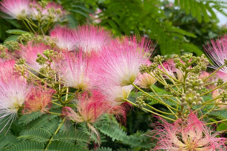 Medicinal Properties of Mimosa Pudica 2
