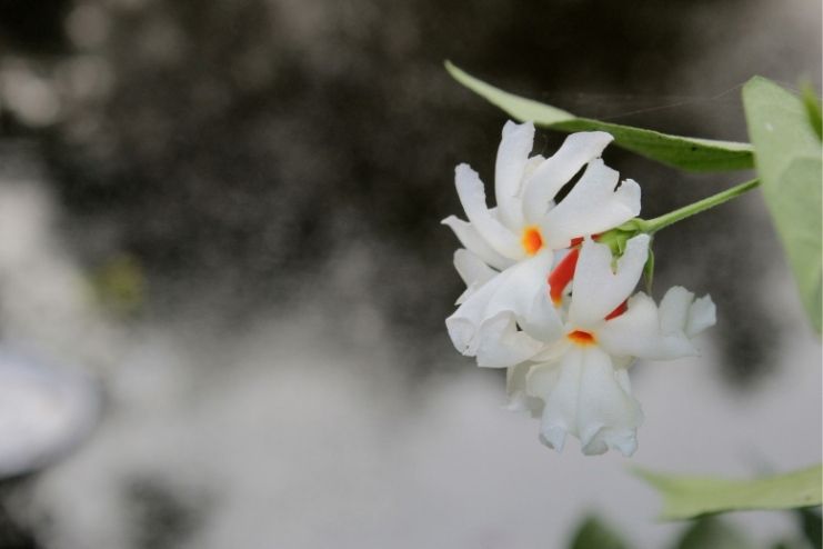 Medicinal Uses of Harsingar in Modern Literature (2)