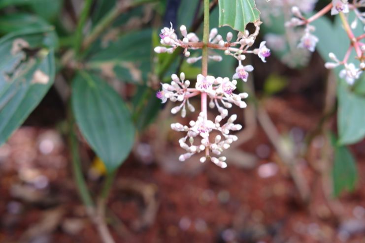 Medicinal Uses of Harsingar in Modern Literature