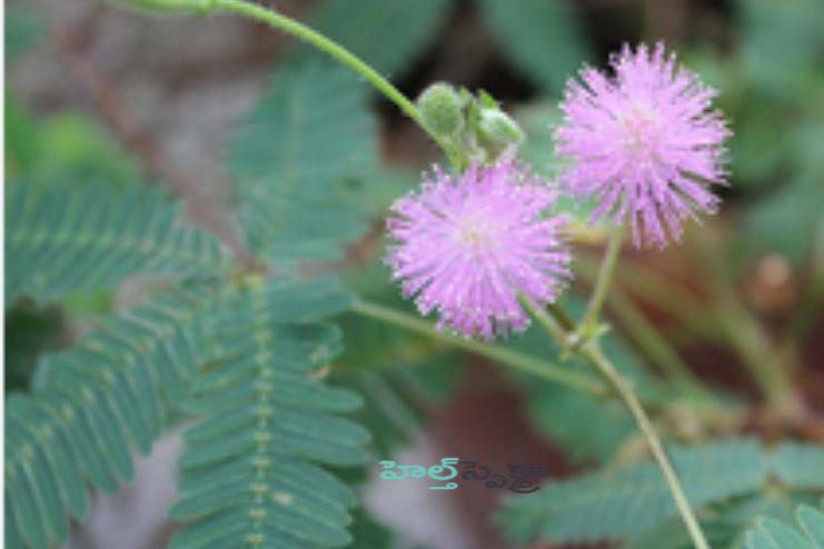 Medicinal Uses of Mimosa Pudica