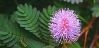 అత్తిపత్తి ఆకు ఔషధీయ గుణాలు, ప్రయోజనాలు తెలుసా? - Mimosa Pudica: Herbal Healing and Traditional Uses Mimosa Pudica- Herbal Healing and Traditional Uses