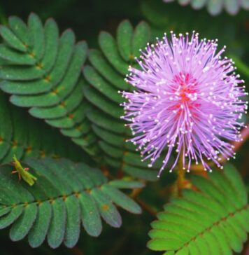అత్తిపత్తి ఆకు ఔషధీయ గుణాలు, ప్రయోజనాలు తెలుసా? Mimosa Pudica- Herbal Healing and Traditional Uses